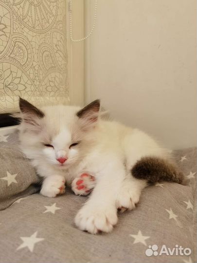 Котята Рэгдолл