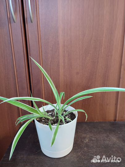 Комнатные цветы