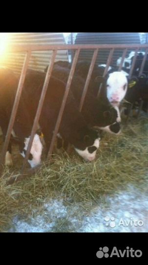 Телята бычки