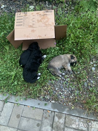 Собака (щенки) в добрые руки