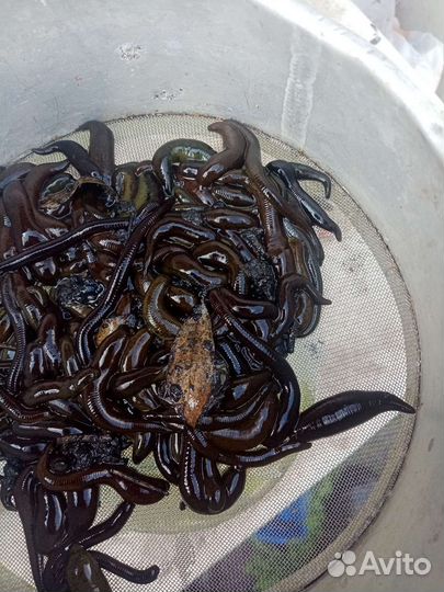 Пиявки для рыбалки