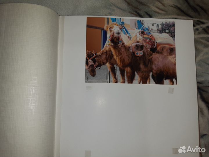 Золотая цепь Адамас 55 см