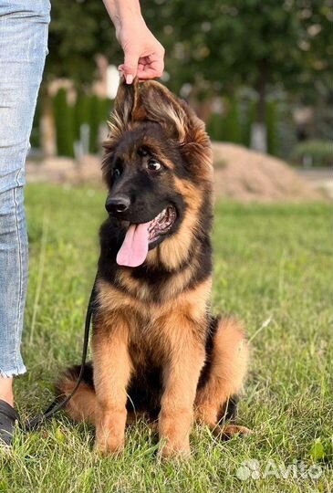 Шоу перспектива) Кобель дш немец