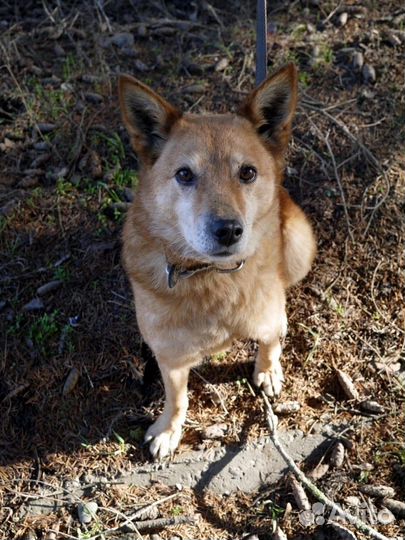 Собаки из приюта ищет дом