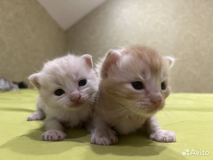 Котята в добрые руки даром