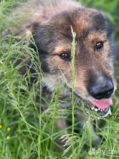 Крупный ласковый