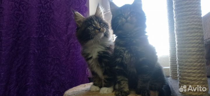 Котята мейн-кун