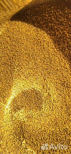 Семена горчицы