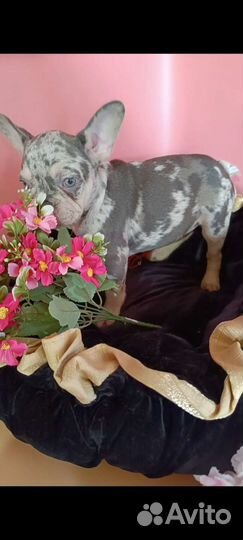 Голубоглазые сестренки с родословной