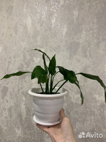 Спатифиллум