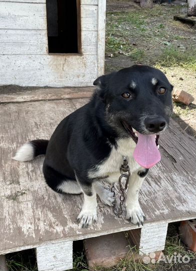 Восточноевропейская овчарка