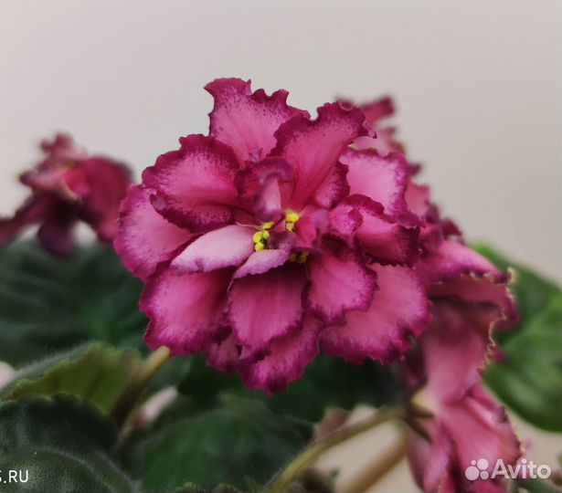 Фиалка стартер