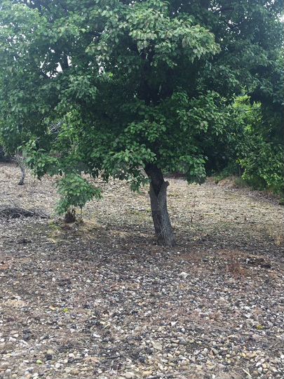 Участок 17 сот. (ИЖС)