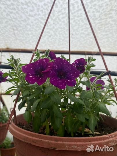 Продам черенки для посадки весной