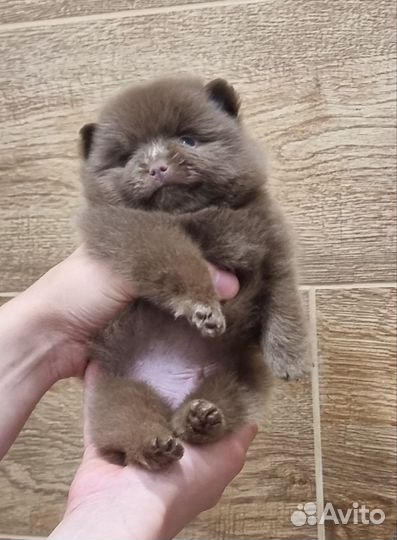 Продается лиловая девочка