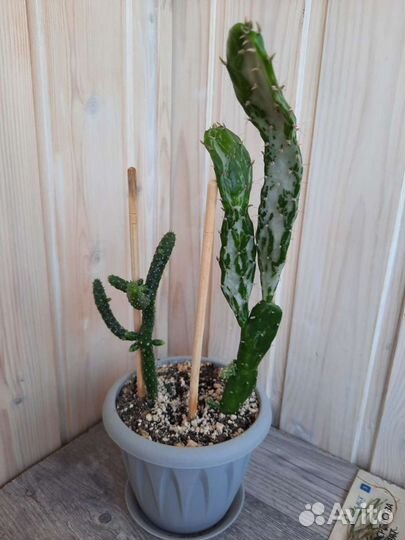 Композиция из суккулентов и кактусов