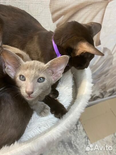 Ориентальные котята