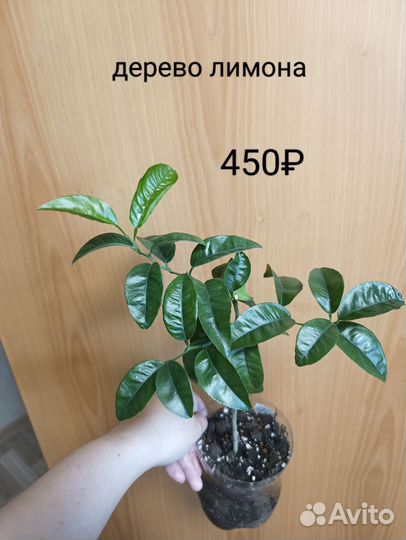 Дерево лимона Ананас Диффенбахия Рудольф Роерс