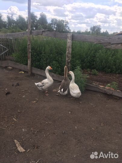 Гуси 1 год