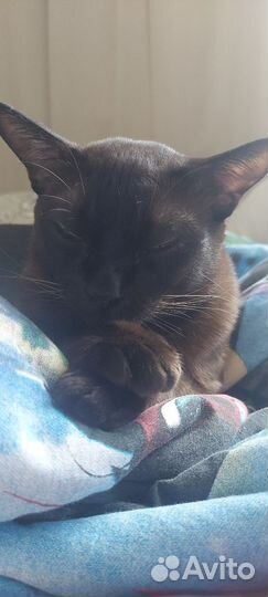 Бурма кот в дар