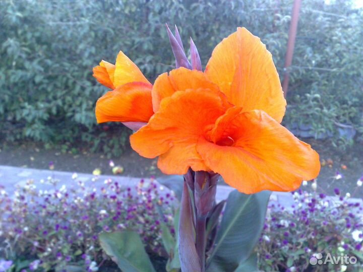 Канны оранжевые и красные