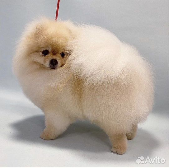 Стрижка собак и кошек на Кошевого