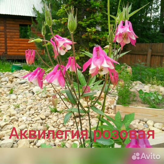 Цветы многолетние