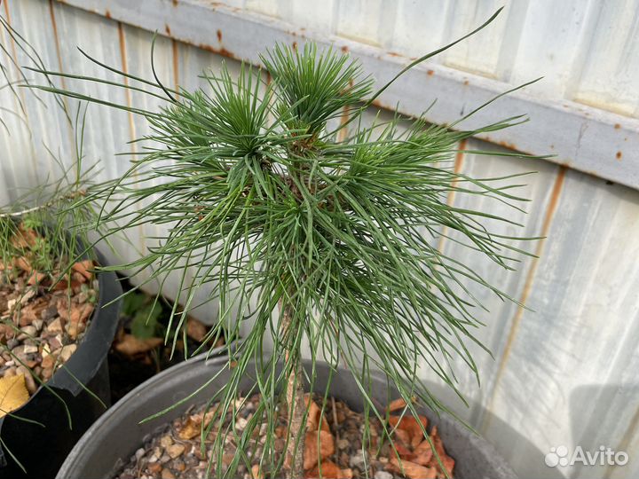 Хвойные растения для вашего сада