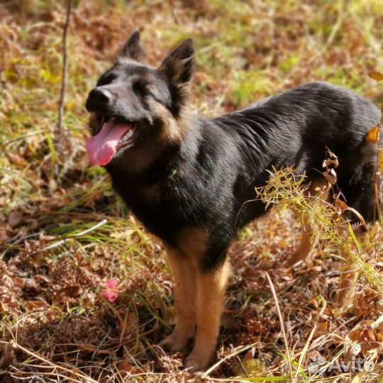 Мини овчарка