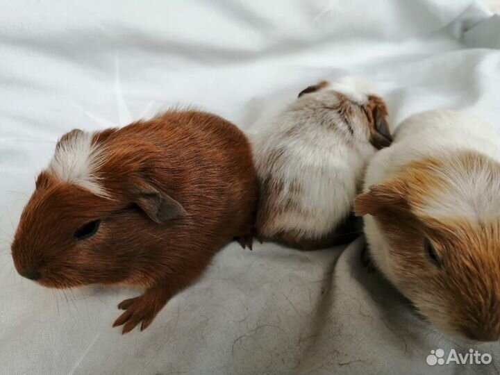 Хомяки, Морские Свинки