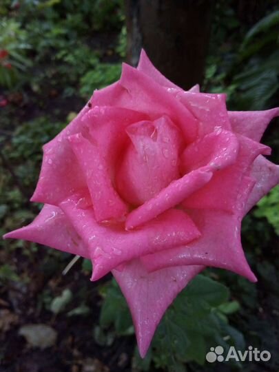 Розы в ваш сад