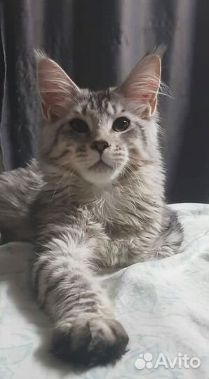 Котик мейн-кун