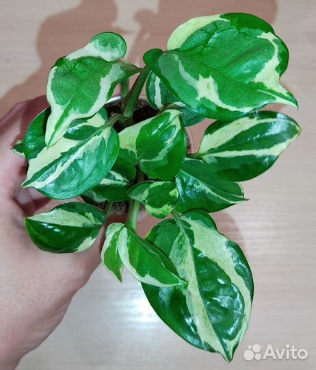 Сциндапсус, Эпипремнумы (2)