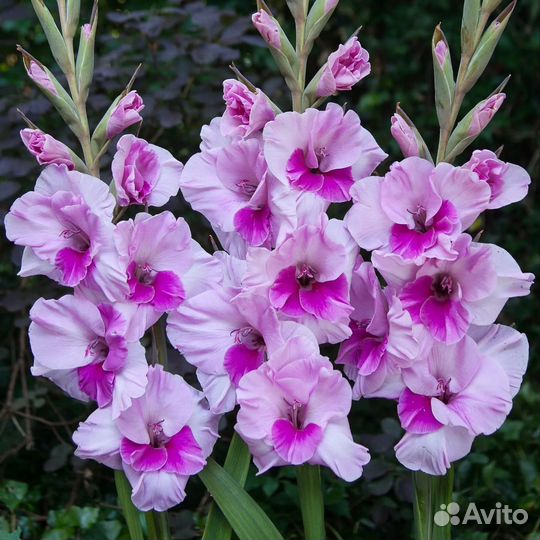 Гладиолусы луковицы