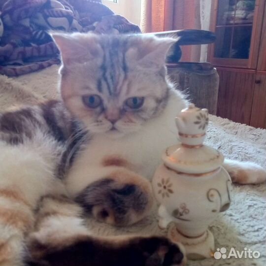 Самовар СССР фарфор