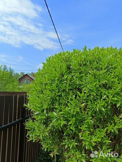 Черенки Ива ломкая Salix fragilis