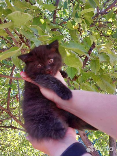 Британская вислоухая кошка
