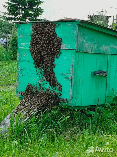 Пчелы с ульями