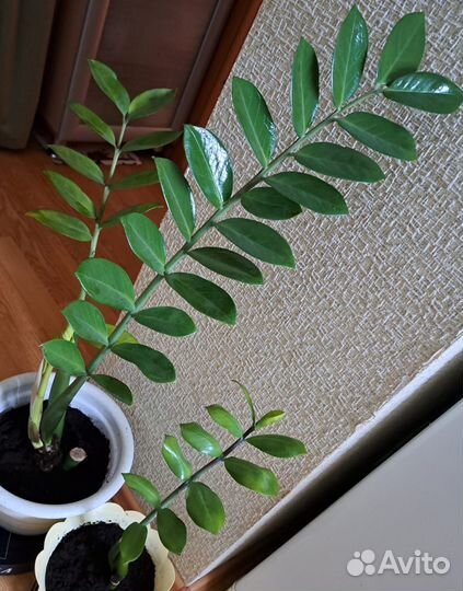 Сансевиерия классика, высокая, ханни, с каймой