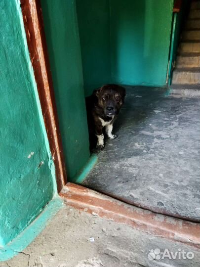 Найдена собака