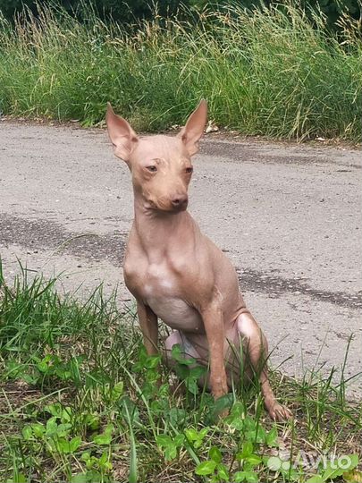 Американский голый терьер щенки