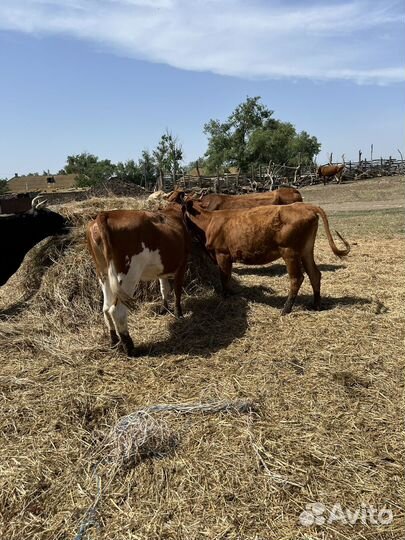 Продаша скота