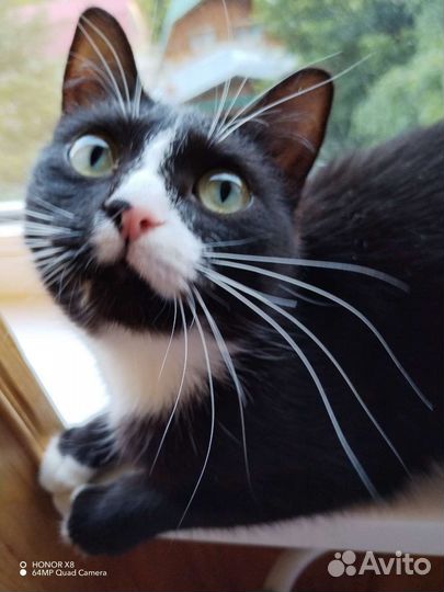 Кошки в добрые руки бесплатно