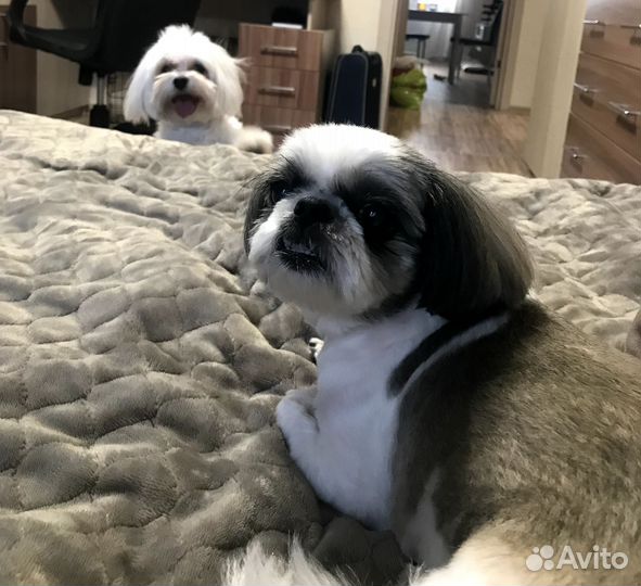 Передержка собак мелких пород