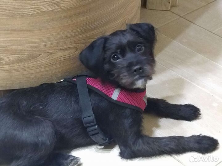 Аффенпинчер