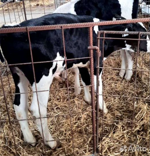 Продам телят, бычки, телочки