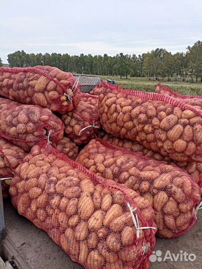 Продам картофель