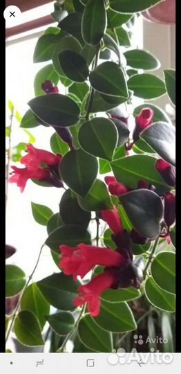 Эсхинантус Мона Лиза