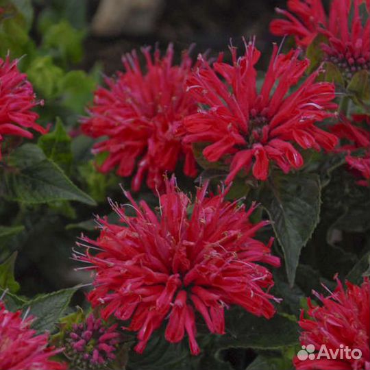 Цветы летнего срока цветения