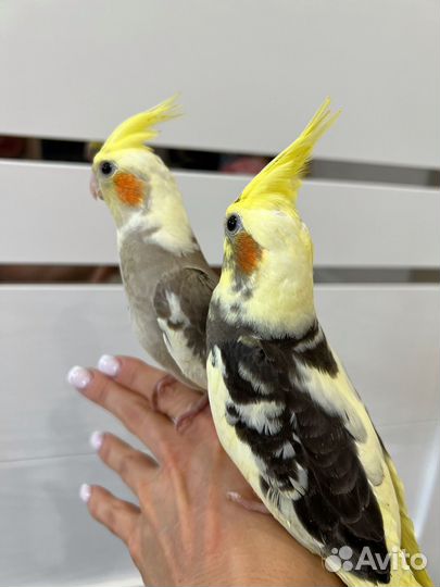 Попугай птенцы